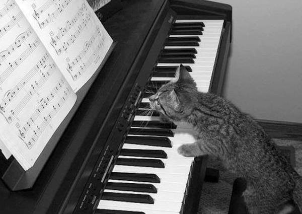 Scientists Made Music Just For Cats