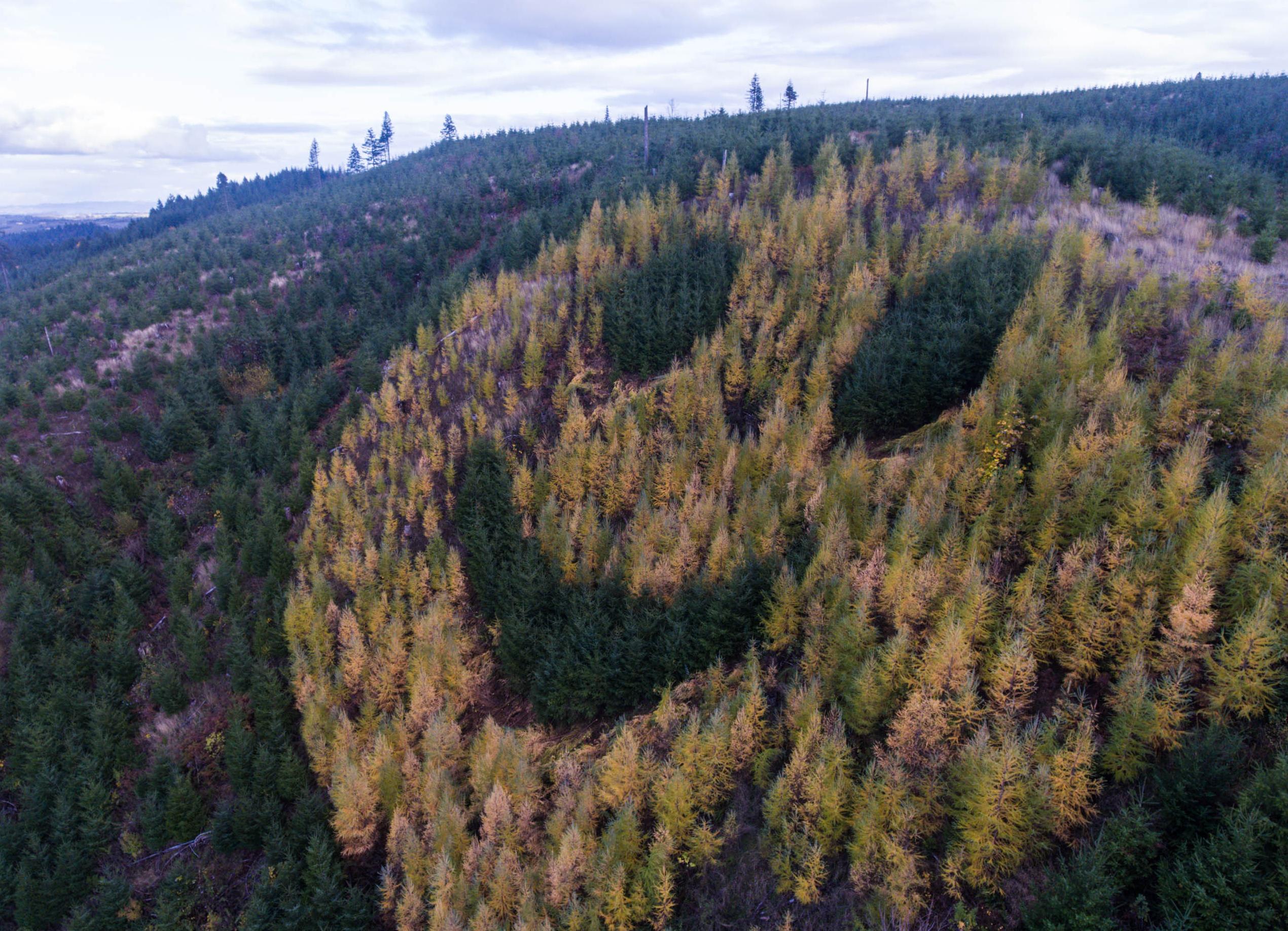 A forester planted a few larch trees in the Douglas fir forest in Oregon to create a smiley face