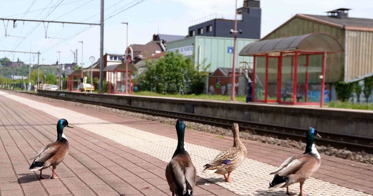 A Jambes les canards aussi viennent voir passer les trains !