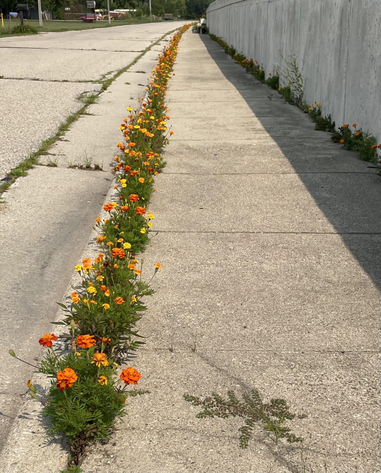 Kindergarten children dropped seeds in the crack of the sidewalk to see what would happen